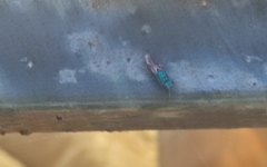 Chrysura
