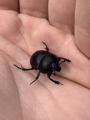 Trypocopris vernalis