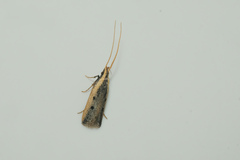 Lecithocera
