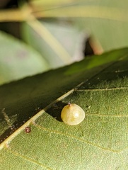 Caryomyia sanguinolenta