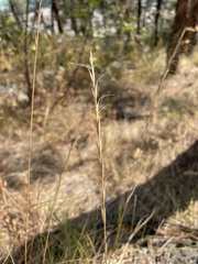 Pseudoroegneria spicata
