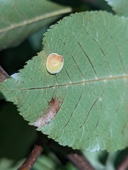 Caryomyia persicoides