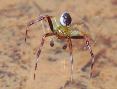 Australomisidia pilula