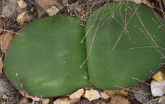 Haemanthus