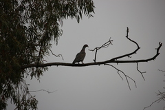 Patagioenas picazuro