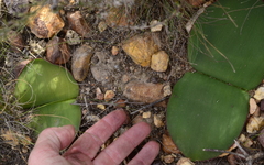 Haemanthus