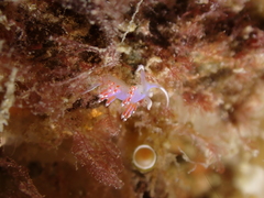 Facelina auriculata