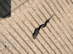 Gleditsia sinensis