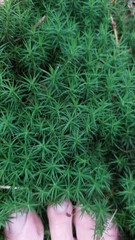 Polytrichum formosum