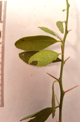 Gymnosporia nemorosa