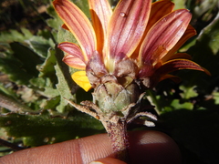 Arctotis breviscapa