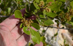 Searsia lucida