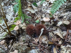 Collybiopsis peronata