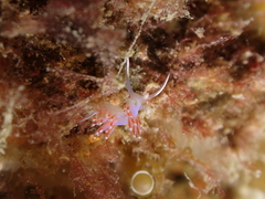 Facelina auriculata