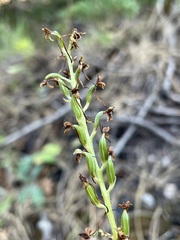 Platanthera