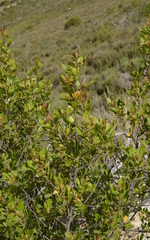 Searsia lucida