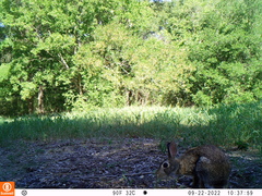 Sylvilagus floridanus