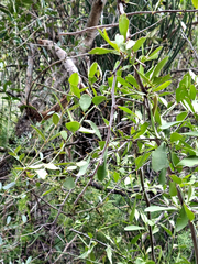 Gymnosporia nemorosa