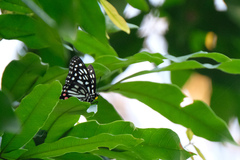 Hestina assimilis