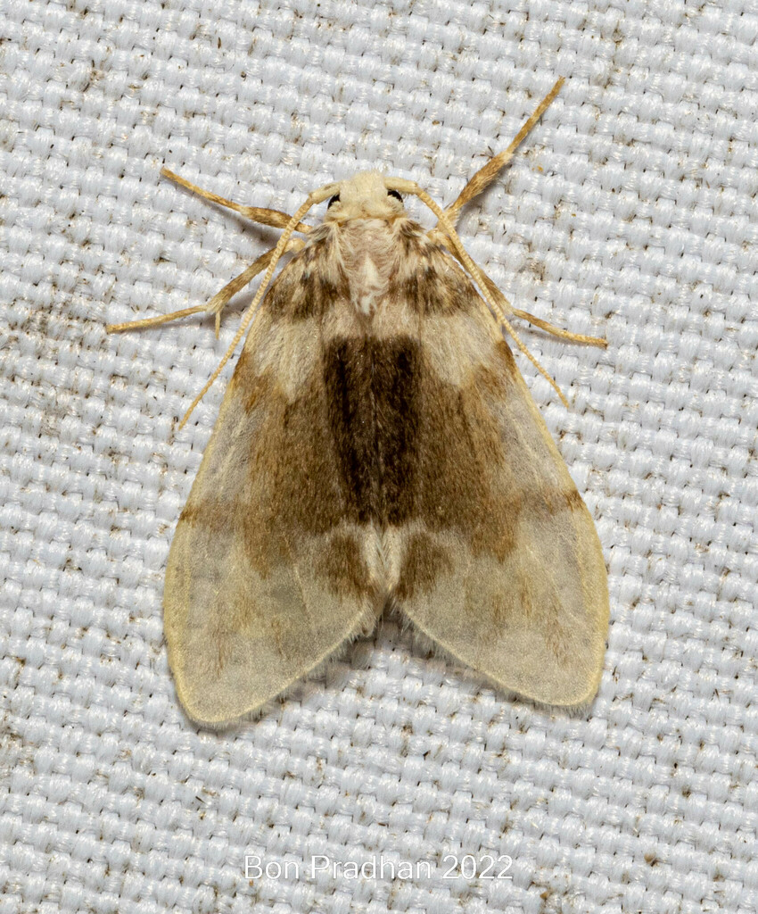 Nudaria fumidisca