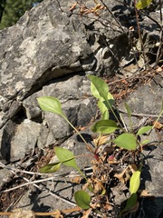 Penstemon
