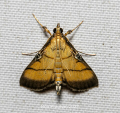 Cnaphalocrocis