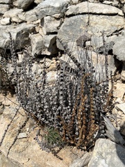 Astrolepis integerrima