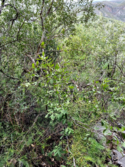 Gymnosporia nemorosa