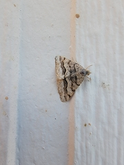 Frederickia s-signata