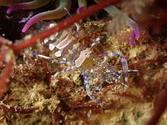 Periclimenes sagittifer