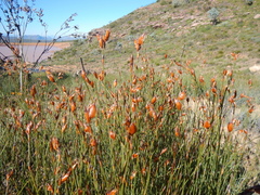 Willdenowia arescens