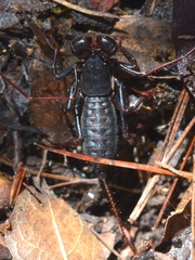 Mastigoproctus
