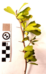 Gymnosporia nemorosa