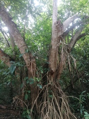 Bravaisia integerrima