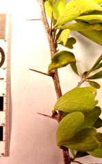 Gymnosporia nemorosa