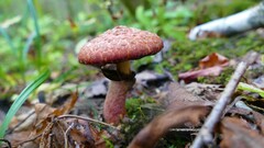 Suillus spectabilis