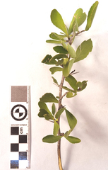 Gymnosporia nemorosa