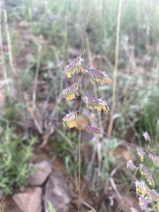 Bouteloua chondrosioides