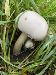 Agaricus arvensis
