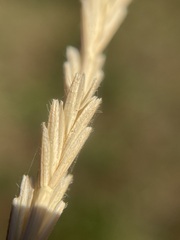 Thinopyrum intermedium barbulatum