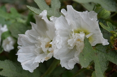 Alcea