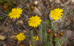 Leysera gnaphalodes