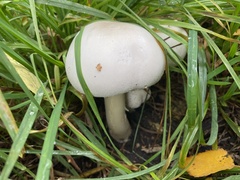 Agaricus arvensis