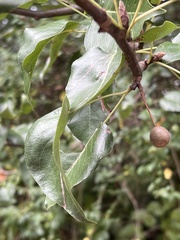 Pyrus calleryana