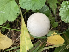 Agaricus arvensis