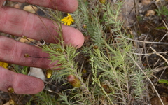 Leysera gnaphalodes