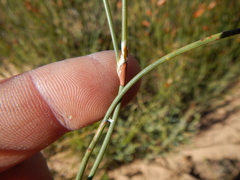 Willdenowia arescens