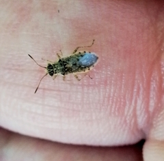 Brachycarenus tigrinus