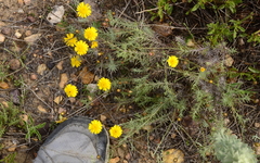 Leysera gnaphalodes