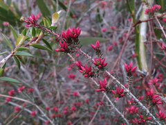 Calytrix alpestris